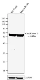Anti-CaMKII alpha antibody [6G9] used in Western Blot (WB). GTX22725