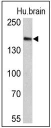 Anti-Clathrin Heavy chain antibody [X22] used in Western Blot (WB). GTX22731