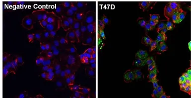 Anti-Progesterone Receptor antibody [alpha PR-22] used in Immunocytochemistry/ Immunofluorescence (ICC/IF). GTX22767