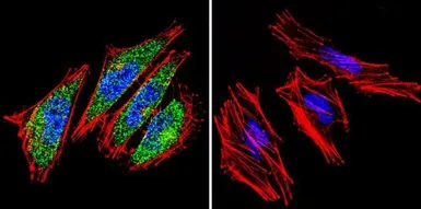 Anti-HIF1 beta antibody [2B10] used in Immunocytochemistry/ Immunofluorescence (ICC/IF). GTX22771