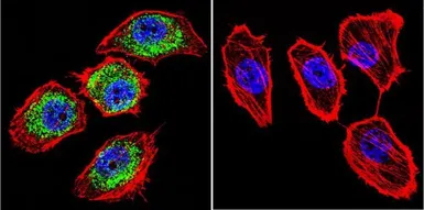 Anti-HIF1 beta antibody [2B10] used in Immunocytochemistry/ Immunofluorescence (ICC/IF). GTX22771