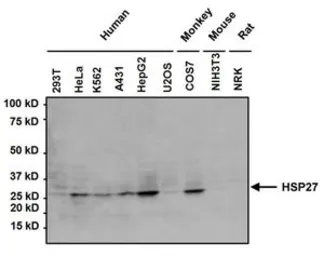 Anti-HSP27 antibody [G3.1] used in Western Blot (WB). GTX22790
