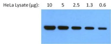 Anti-GRP94 antibody [9G10] used in Western Blot (WB). GTX22791