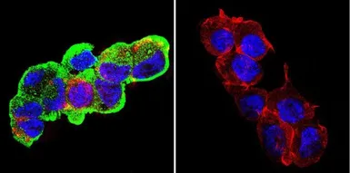 Anti-GRP94 antibody [9G10] used in Immunocytochemistry/ Immunofluorescence (ICC/IF). GTX22791