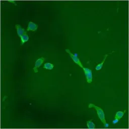 Anti-PDI antibody [RL90] used in Immunocytochemistry/ Immunofluorescence (ICC/IF). GTX22792