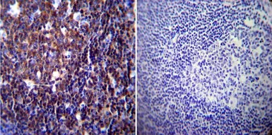 Anti-NFAT2 antibody [7A6] used in IHC (Paraffin sections) (IHC-P). GTX22796