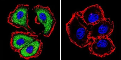 Anti-NFAT2 antibody [7A6] used in Immunocytochemistry/ Immunofluorescence (ICC/IF). GTX22796