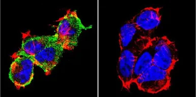 Anti-NFAT2 antibody [7A6] used in Immunocytochemistry/ Immunofluorescence (ICC/IF). GTX22796