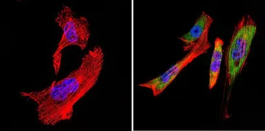 Anti-TCP1 alpha antibody [91A] used in Immunocytochemistry/ Immunofluorescence (ICC/IF). GTX22797