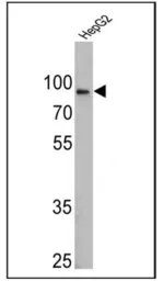 Anti-Calnexin antibody [AF18] used in Western Blot (WB). GTX22798