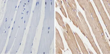Anti-Spectrin beta 1 antibody [4C3] used in IHC (Paraffin sections) (IHC-P). GTX22808