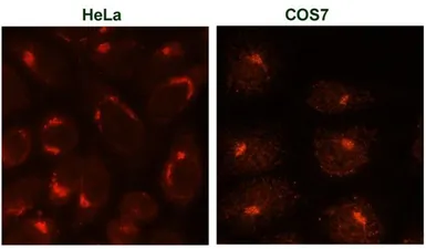 Anti-TGN46 antibody [2F7.1] used in Immunocytochemistry/ Immunofluorescence (ICC/IF). GTX22809