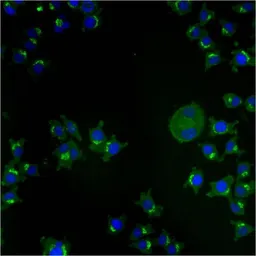 Anti-TGN46 antibody [2F7.1] used in Immunocytochemistry/ Immunofluorescence (ICC/IF). GTX22809