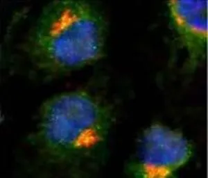 Anti-TGN46 antibody [2F7.1] used in Immunocytochemistry/ Immunofluorescence (ICC/IF). GTX22809