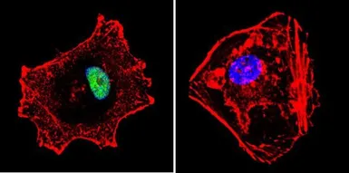 Anti-p23 antibody [JJ3] used in Immunocytochemistry/ Immunofluorescence (ICC/IF). GTX22814