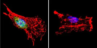 Anti-p23 antibody [JJ3] used in Immunocytochemistry/ Immunofluorescence (ICC/IF). GTX22814