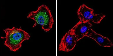 Anti-p23 antibody [JJ3] used in Immunocytochemistry/ Immunofluorescence (ICC/IF). GTX22814