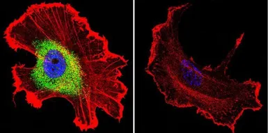 Anti-CRABP1 antibody [C-1] used in Immunocytochemistry/ Immunofluorescence (ICC/IF). GTX22816