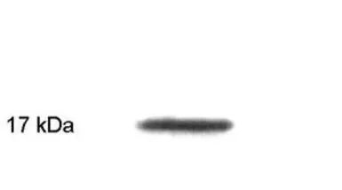 Anti-Calmodulin antibody [2D1] used in Western Blot (WB). GTX22860
