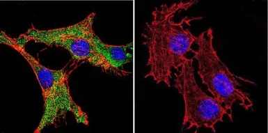 Anti-Calmodulin antibody [2D1] used in Immunocytochemistry/ Immunofluorescence (ICC/IF). GTX22860