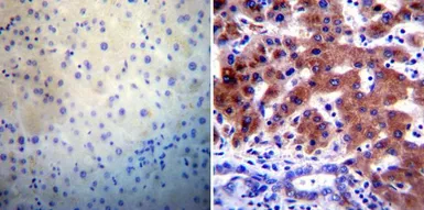 Anti-Sodium Potassium ATPase antibody [9-A5] used in IHC (Paraffin sections) (IHC-P). GTX22867