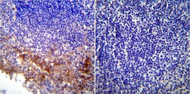 Anti-KDEL antibody used in IHC (Paraffin sections) (IHC-P). GTX22898