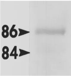 Anti-Hsp90 alpha antibody used in Western Blot (WB). GTX22928