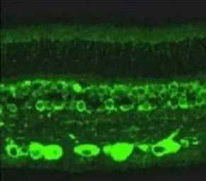 Anti-RANBP2 antibody used in IHC (Frozen sections) (IHC-Fr). GTX22938