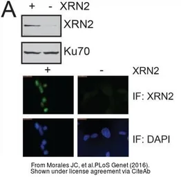 Anti-Ku70 antibody [N3H10] used in Immunocytochemistry/ Immunofluorescence (ICC/IF). GTX23114