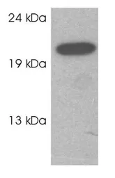 Anti-RAB3C antibody used in Western Blot (WB). GTX23336