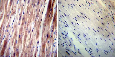 Anti-VAMP4 antibody used in IHC (Paraffin sections) (IHC-P). GTX23348
