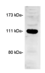 Anti-CASK antibody used in Western Blot (WB). GTX23383