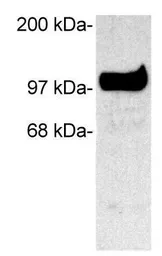 Anti-SAP102 antibody used in Western Blot (WB). GTX23438