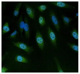 Anti-NFAT5 antibody used in Immunocytochemistry/ Immunofluorescence (ICC/IF). GTX23446