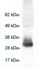 Anti-Adiponectin antibody used in Western Blot (WB). GTX23455