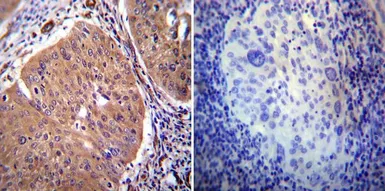 Anti-PMCA2 ATPase antibody used in IHC (Paraffin sections) (IHC-P). GTX23529