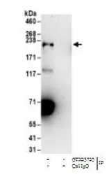 Anti-Claspin antibody used in Immunoprecipitation (IP). GTX23720