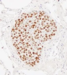 Anti-MCM2 antibody used in IHC (Paraffin sections) (IHC-P). GTX24461