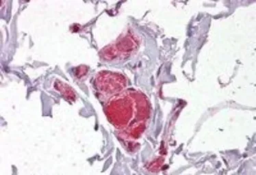 Anti-VAV2 antibody, Internal used in IHC (Paraffin sections) (IHC-P). GTX24549
