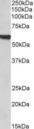 Anti-FOXA2 antibody, C-term used in Western Blot (WB). GTX25074