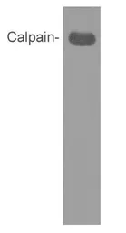Anti-Calpain 1 antibody [2H2A7C2] used in Western Blot (WB). GTX25441