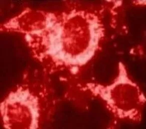 Anti-HSP60 antibody [4B9/89] used in Immunocytochemistry/ Immunofluorescence (ICC/IF). GTX25478