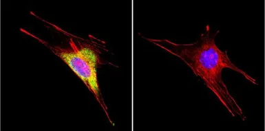 Anti-HSP60 antibody [4B9/89] used in Immunocytochemistry/ Immunofluorescence (ICC/IF). GTX25478