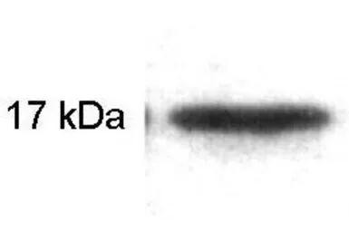 Anti-Calmodulin antibody [6D4] used in Western Blot (WB). GTX25494