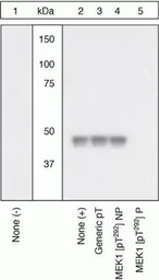 Anti-MEK1 (phospho Thr292) antibody used in Western Blot (WB). GTX25612