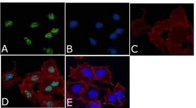 Anti-MEK1 (phospho Thr292) antibody used in Immunocytochemistry/ Immunofluorescence (ICC/IF). GTX25612