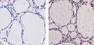 Anti-Thyroid Hormone Receptor alpha antibody used in IHC (Paraffin sections) (IHC-P). GTX25621