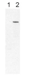 Anti-PDE6B antibody used in Western Blot (WB). GTX25663