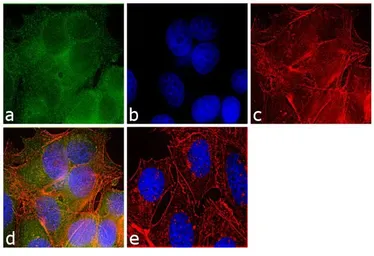 Anti-PDE6B antibody used in Immunocytochemistry/ Immunofluorescence (ICC/IF). GTX25663