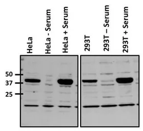 Anti-c-Fos antibody used in Western Blot (WB). GTX25794